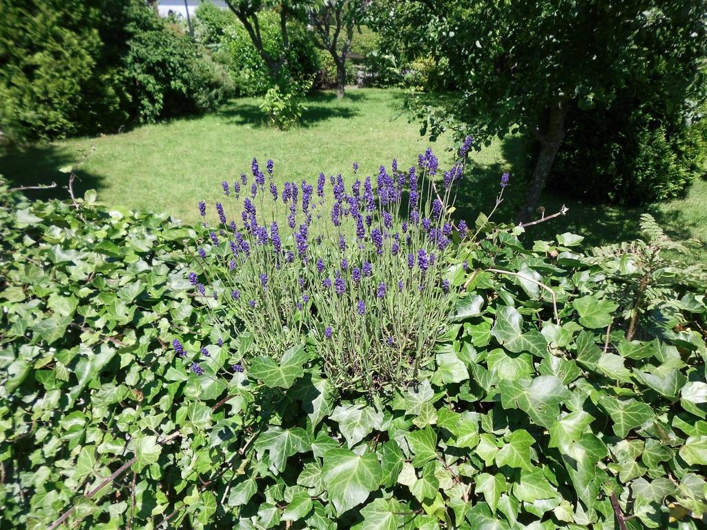 Apartment In Langewiese Sauerland With Garden Winterberg Buitenkant foto